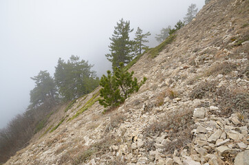 Wild cornerstones and dry grass on a mountainside. The southern slope of the Ai-Petri plateau in...