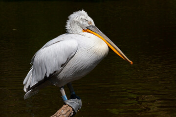 wild white pelican with feathers and wings and an orange beak on the surface of a lake in the wild. the sun reflects on the water
