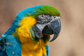blue and yellow and green macaw ara