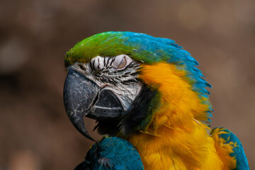 blue and yellow and green macaw ara