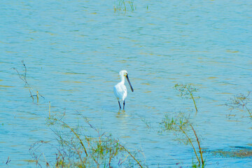 Bird in water