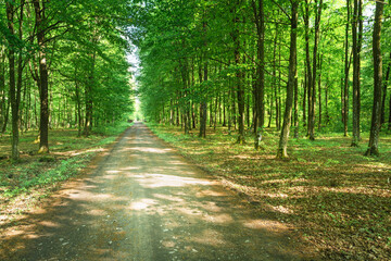 Dirt road through a beautiful green forest