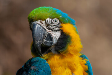 blue and yellow and green macaw ara