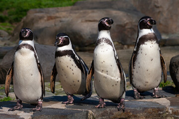 group of wild penguin standing by the water on the rock during the day in summer background is blurred