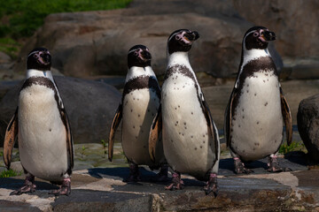 group of wild penguin standing by the water on the rock during the day in summer background is blurred