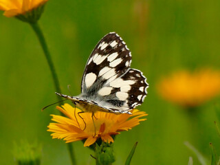 Obraz na płótnie Canvas marbled white butterfly on a flower