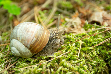 Close-up on Roman snail on moss