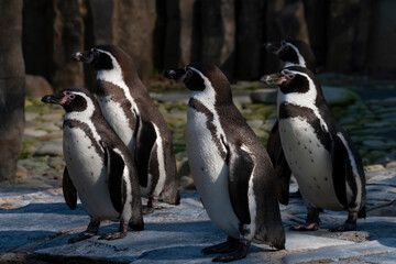 Obraz premium group of wild penguins on a rock