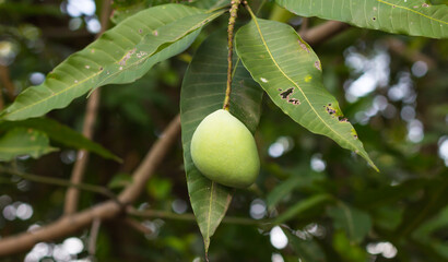 Single photos mango in plantations.