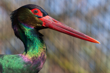 red billed stork