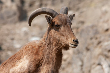 close up of a mountain goat at rocks
