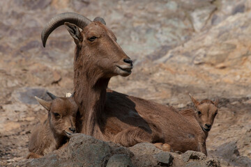 close up of a mountain goat at rocks
