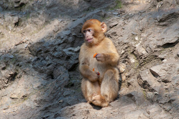 
wild monkey on the rocks on a sunny day