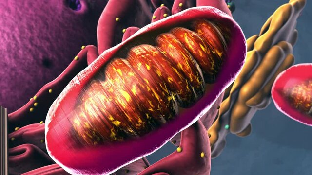 Components of Eukaryotic cell, nucleus and organelles - 3d illustration