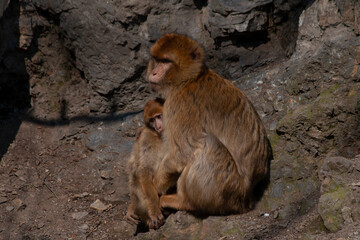 
wild monkey on the rocks on a sunny day