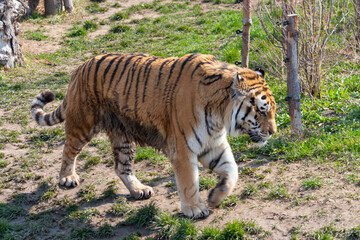 
adult male big tiger on a walk in nature in the park on the green grass