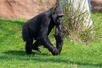 
wild black gorilla in the park on the grass on a sunny day