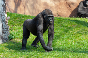 
wild black gorilla in the park on the grass on a sunny day