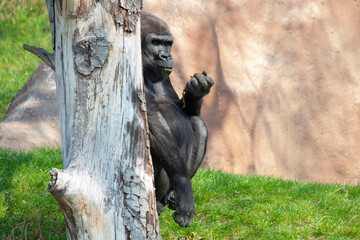 Fototapeta na wymiar wild black gorilla in the park on the grass on a sunny day