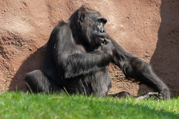 
wild black gorilla in the park on the grass on a sunny day