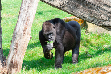 
wild black gorilla in the park on the grass on a sunny day