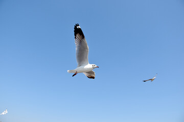 The seagulls on air above the sea water surface view horizon at Bangpu Recreation Center, Samutprakan, Thailand