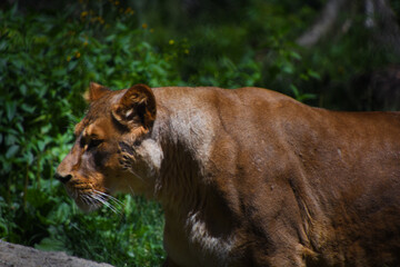 Fototapeta premium Superb big lioness with dangerous airs