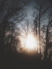 Naklejka premium winter forest in the morning