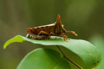 Little Insect  Safe Eggs on Leaf