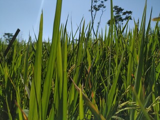 The rice crop is still green