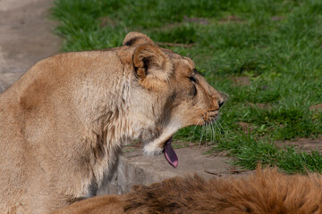 
wild lioness in the park on the grass during the day