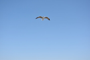 Fototapeta premium The seagulls on air above the sea water surface view horizon at Bangpu Recreation Center, Samutprakan, Thailand