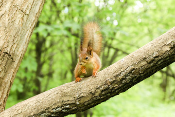 squirrel on a tree