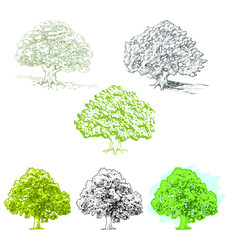 Hand drawn detailed oak trees. Set of drawings in vintage style, isolated vector elements, realistic line art