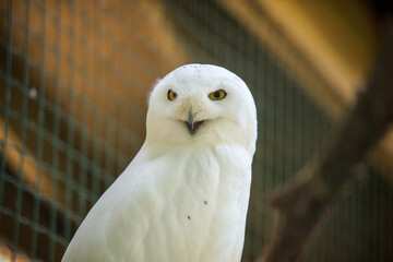 Snowy owl sitting quietly looking out in zoo