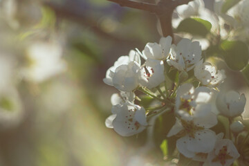 white flowers of a tree