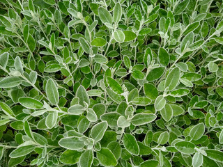 Brachyglottis greyi