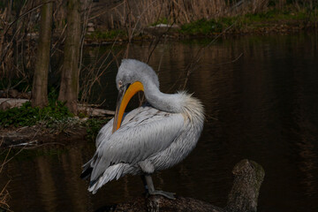
wild pelican with white feathers and orange beak in nature