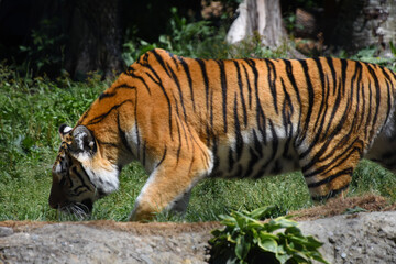 Superb big tigress with dangerous airs