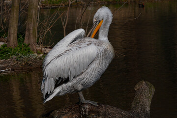 
wild pelican with white feathers and orange beak in nature