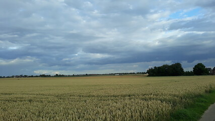 Der Himmel war mit Wolken über einem Feld aus reifem Getreide bedeckt