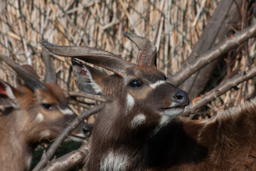 
wild deer with horns in nature in the park during the day