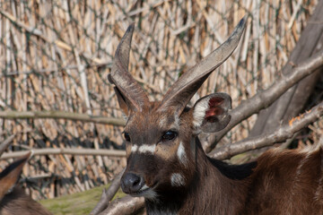 
wild deer with horns in nature in the park during the day