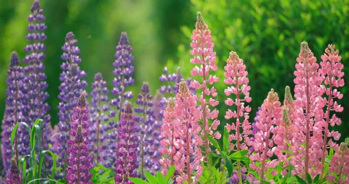 Large lupine flowers swaying in the breeze in the meadow on a sunny day