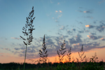 Wild high grass during sunset