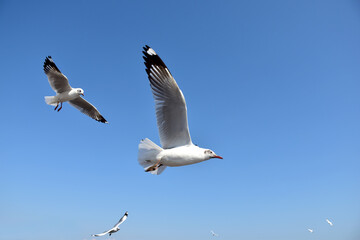 The seagulls on air above the sea water surface view horizon at Bangpu Recreation Center, Samutprakan, Thailand