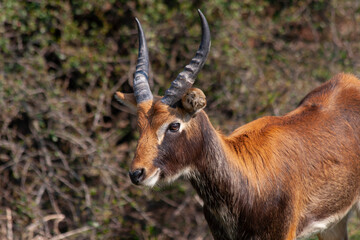 
wild deer with horns in nature in the park during the day