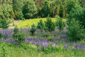 Wild Lupine field. Braslav Lakes, Belarus