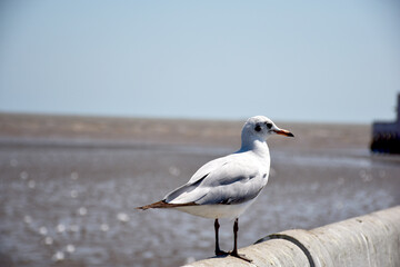 Obraz premium Seagull portrait against sea shore. Close up view of bird seagull sitting on the edge of the bridge at Bangpu Recreation Center, Samut Prakan, Thailand