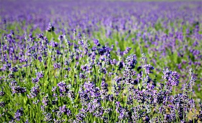 Naklejka premium Lavendelfeld